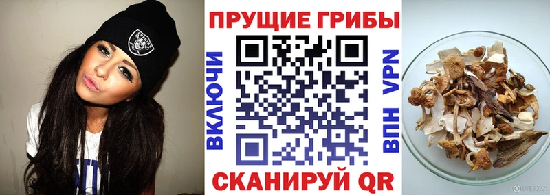 Купить где  Заволжье  Галлюциногенные грибы Psilocybe 